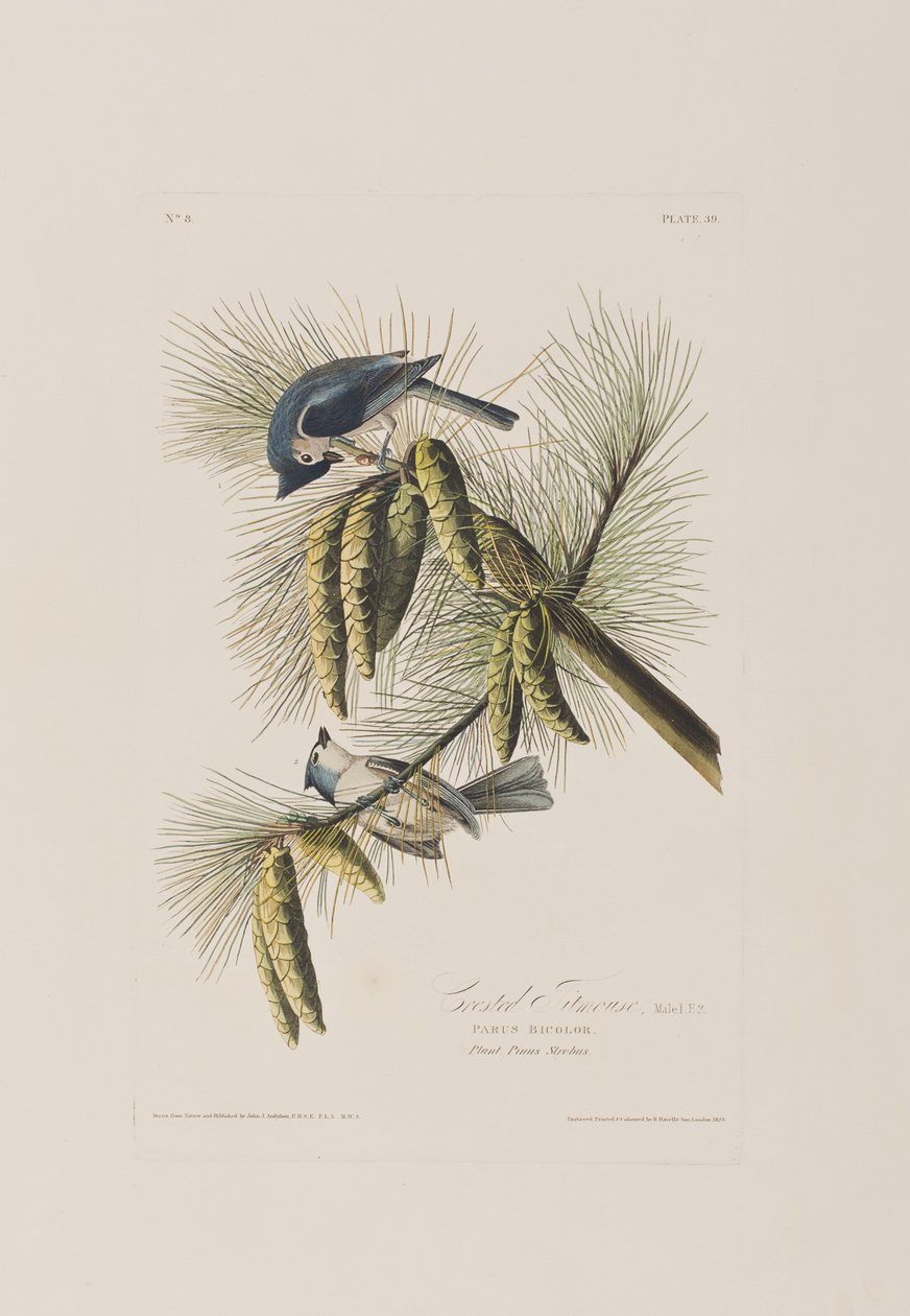 Ilustracja z „Birds of America” autorstwa John James Audubon