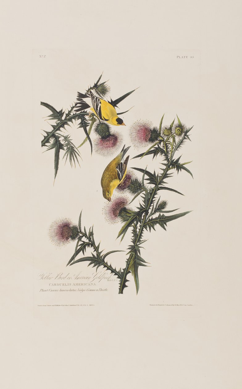 Ilustracja z "Ptaków Ameryki autorstwa John James Audubon