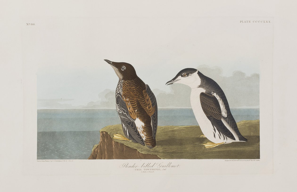 Ilustracja z „Birds of America” autorstwa John James Audubon