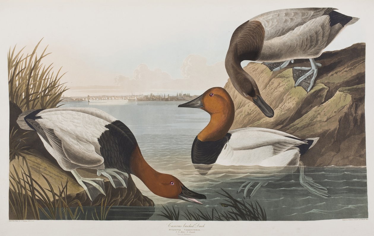 Ilustracja z „Birds of America” autorstwa John James Audubon
