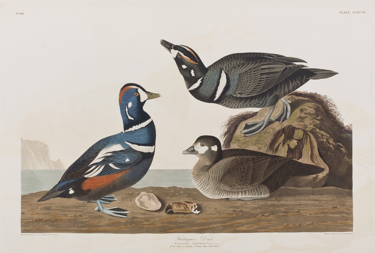 Ilustracja z "Ptaków Ameryki autorstwa John James Audubon