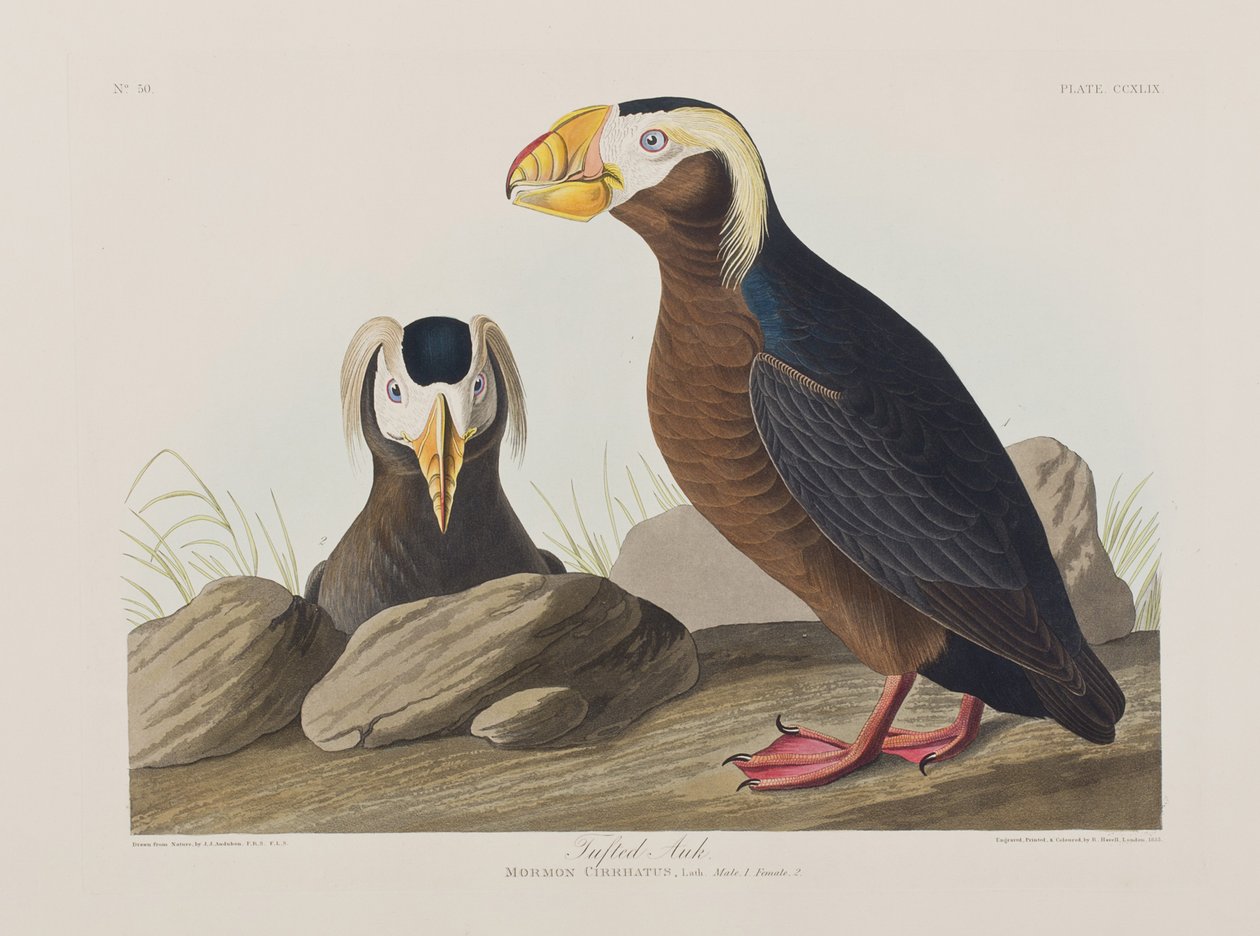 Ilustracja z „Birds of America” autorstwa John James Audubon