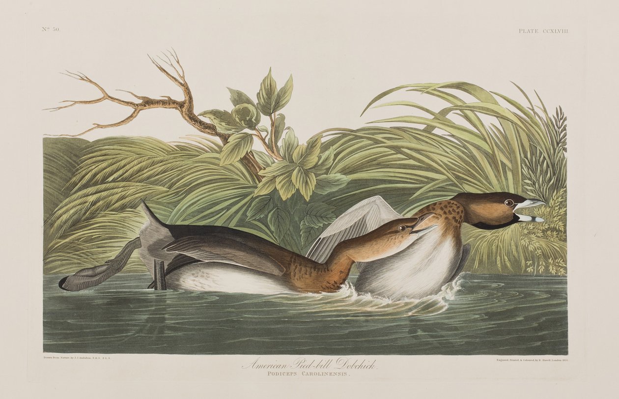 Ilustracja z „Birds of America” autorstwa John James Audubon