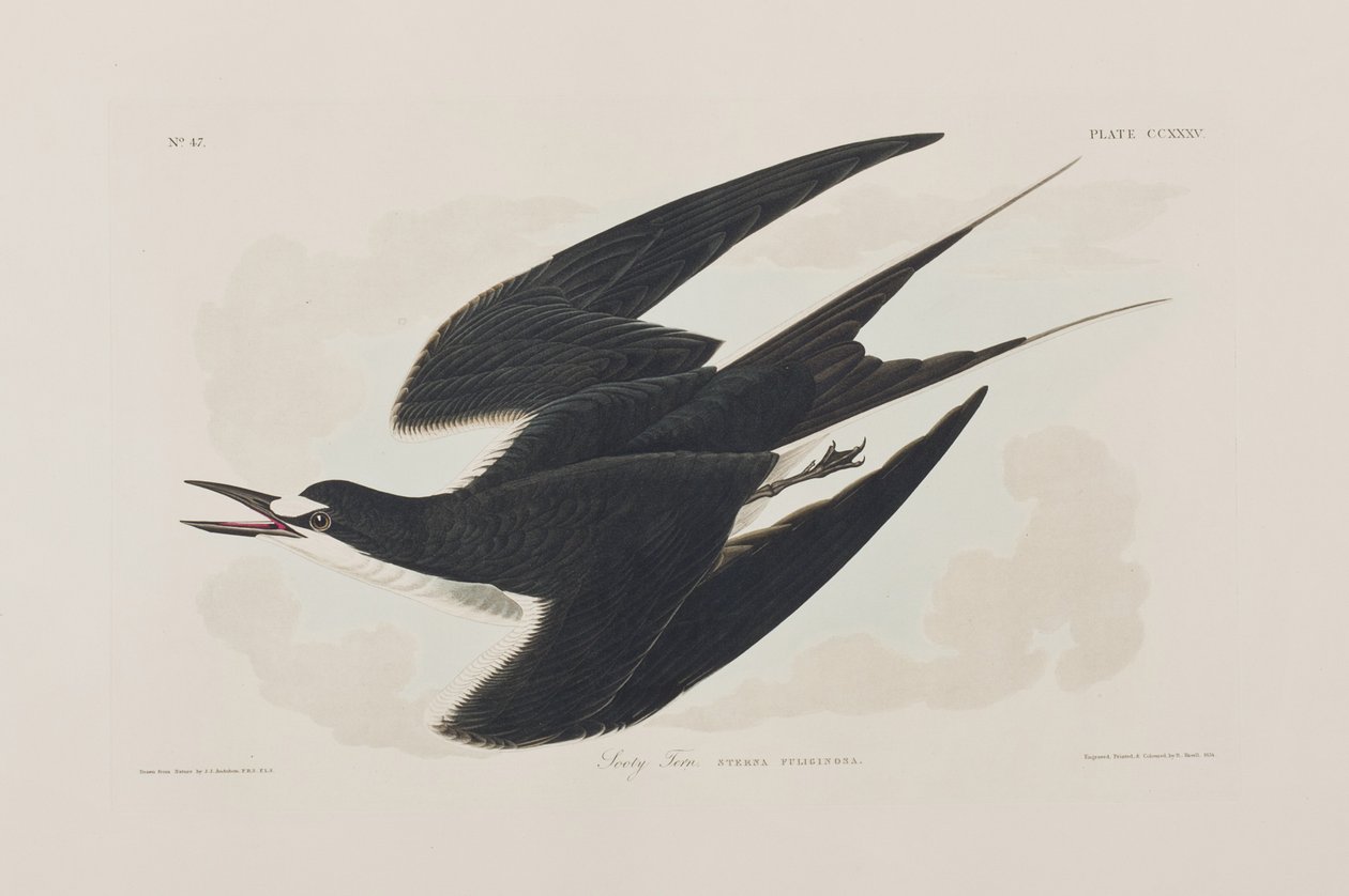 Ilustracja z „Birds of America” autorstwa John James Audubon
