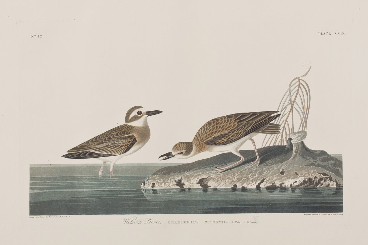 Ilustracja z „Birds of America” autorstwa John James Audubon