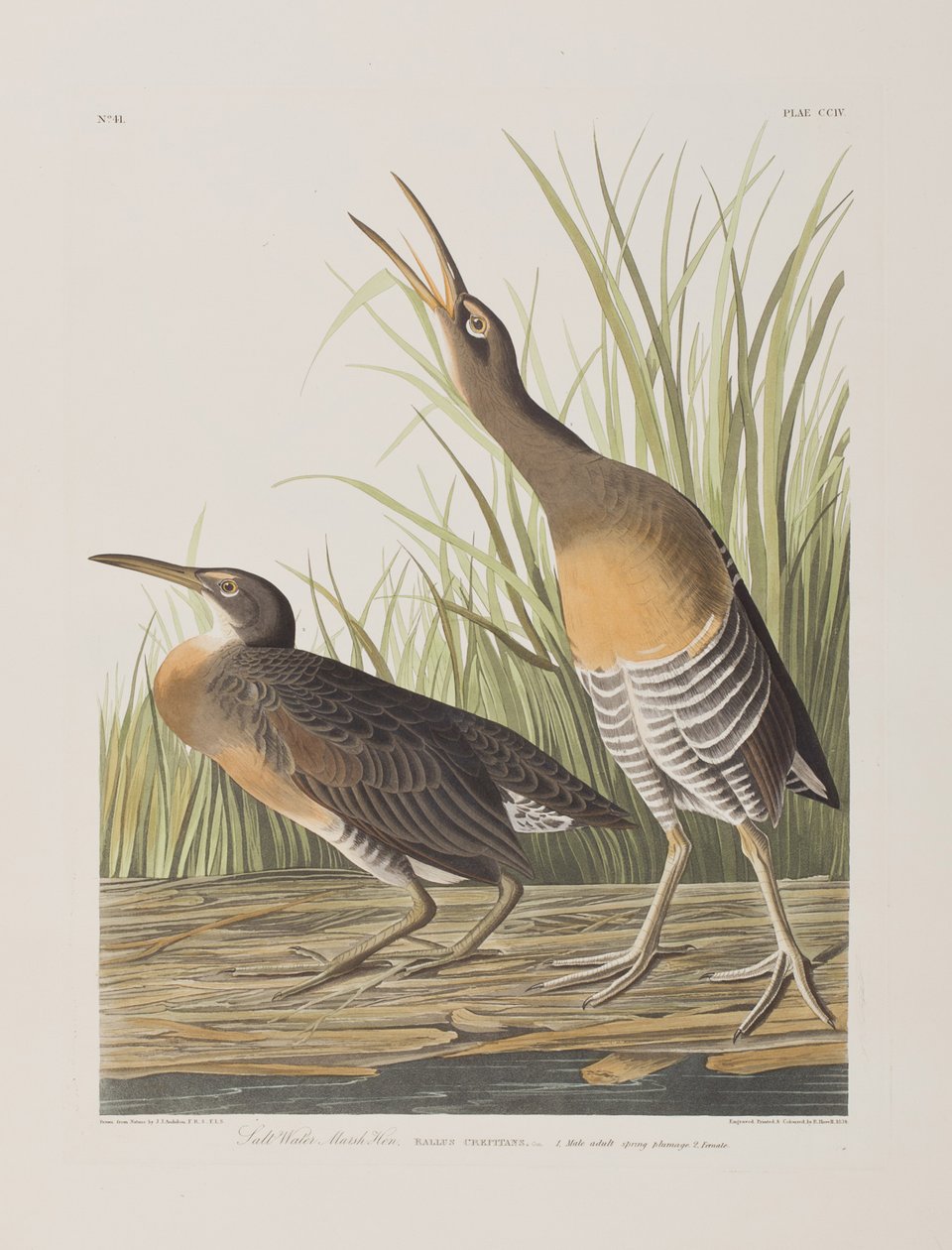 Ilustracja z „Birds of America” autorstwa John James Audubon