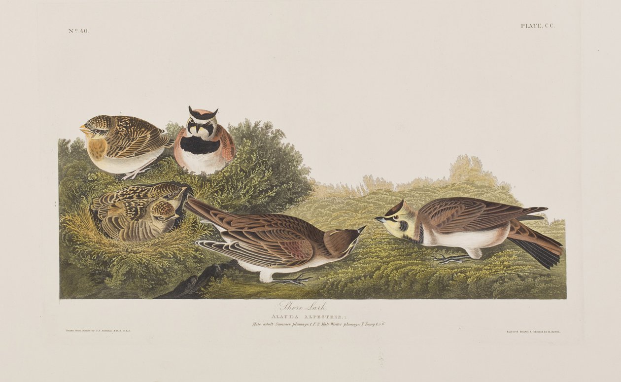 Ilustracja z „Birds of America” autorstwa John James Audubon