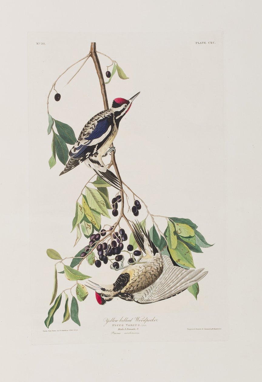 Ilustracja z "Ptaków Ameryki autorstwa John James Audubon