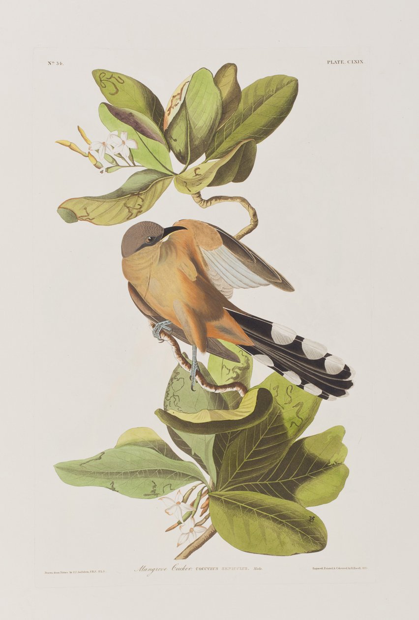 Ilustracja z „Birds of America” autorstwa John James Audubon