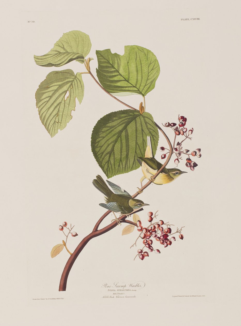 Ilustracja z „Birds of America” autorstwa John James Audubon