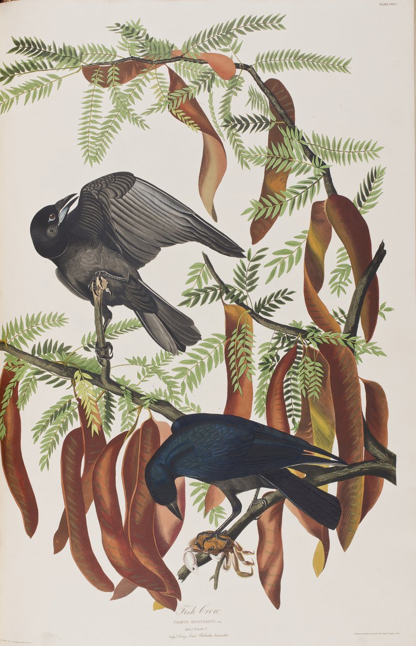 Ilustracja z „Birds of America” autorstwa John James Audubon