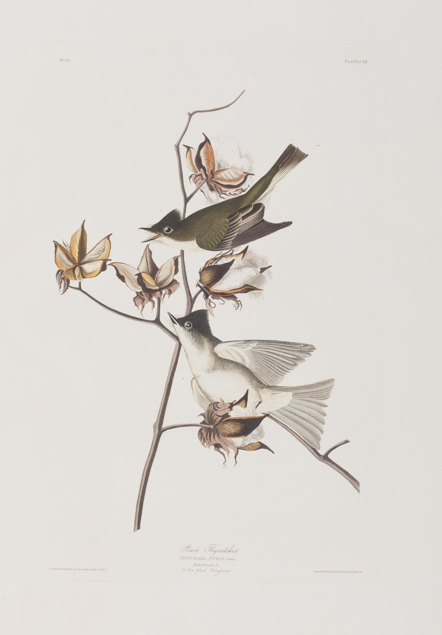Ilustracja z „Birds of America” autorstwa John James Audubon