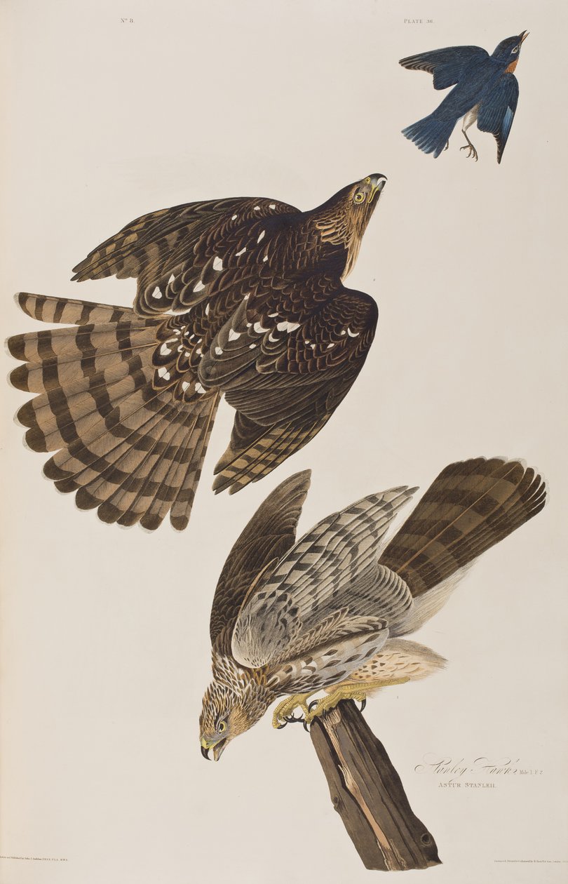 Ilustracja z „Birds of America” autorstwa John James Audubon