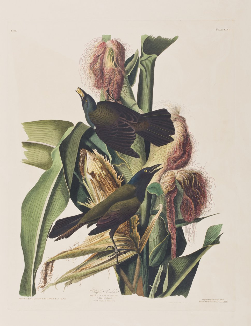 Ilustracja z „Birds of America” autorstwa John James Audubon