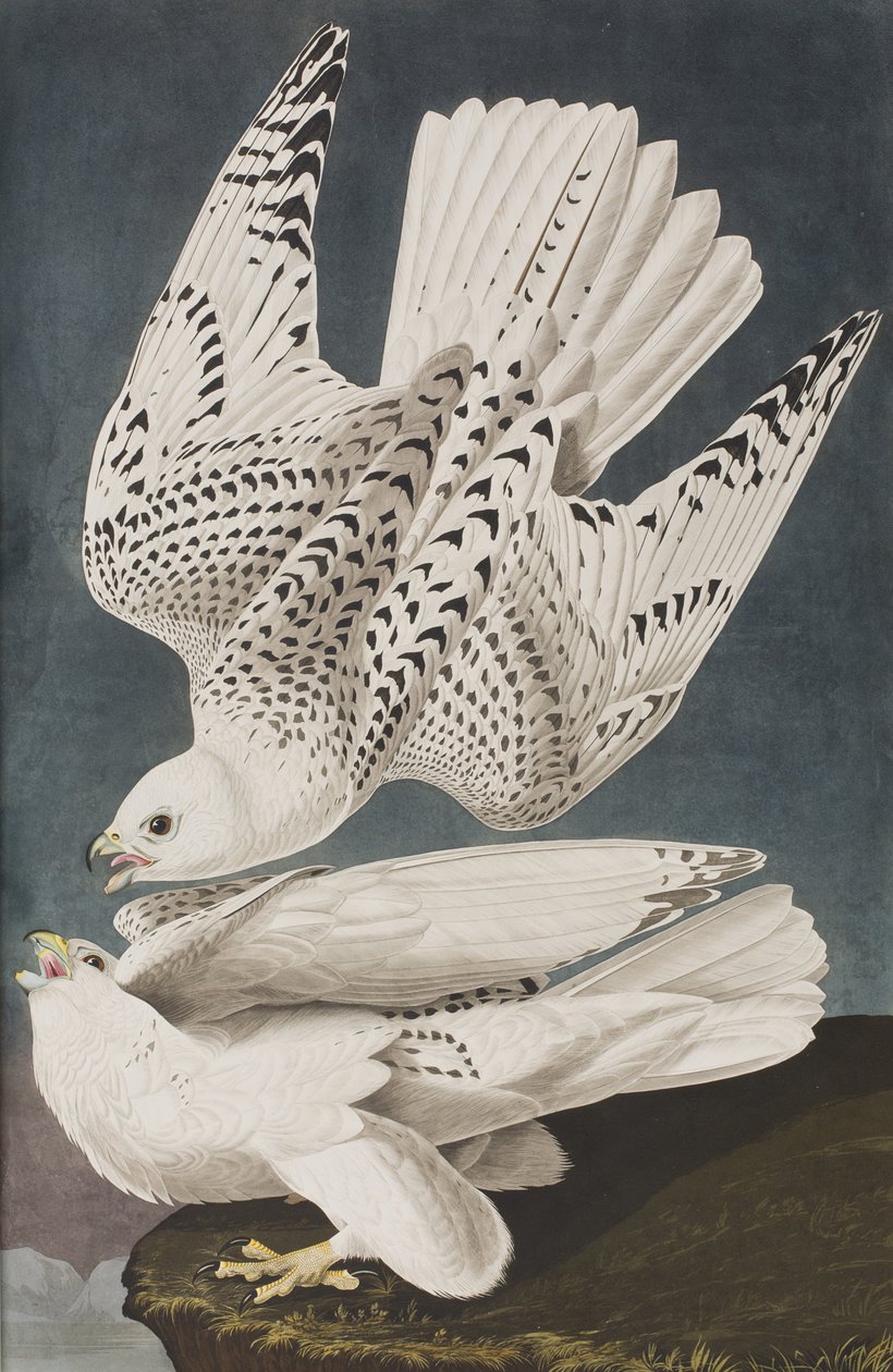 Ilustracja z „Birds of America” autorstwa John James Audubon
