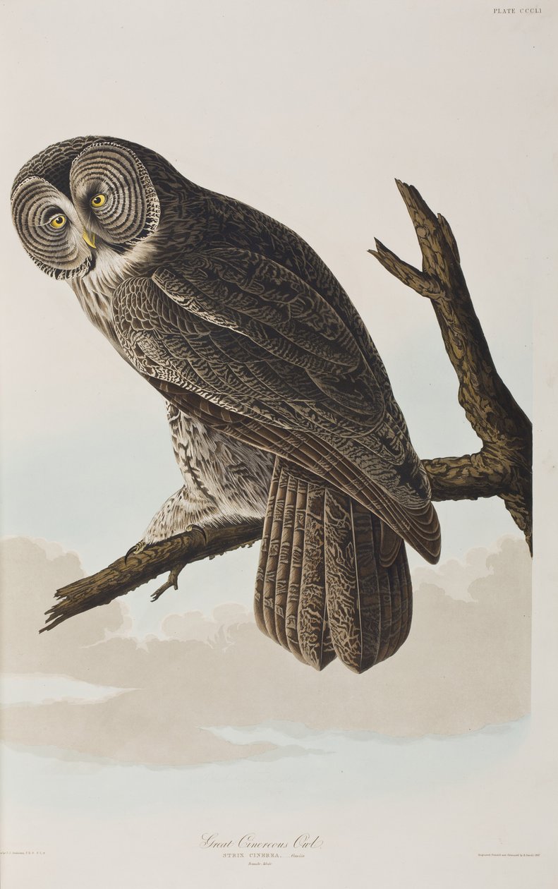 Ilustracja z „Birds of America” autorstwa John James Audubon