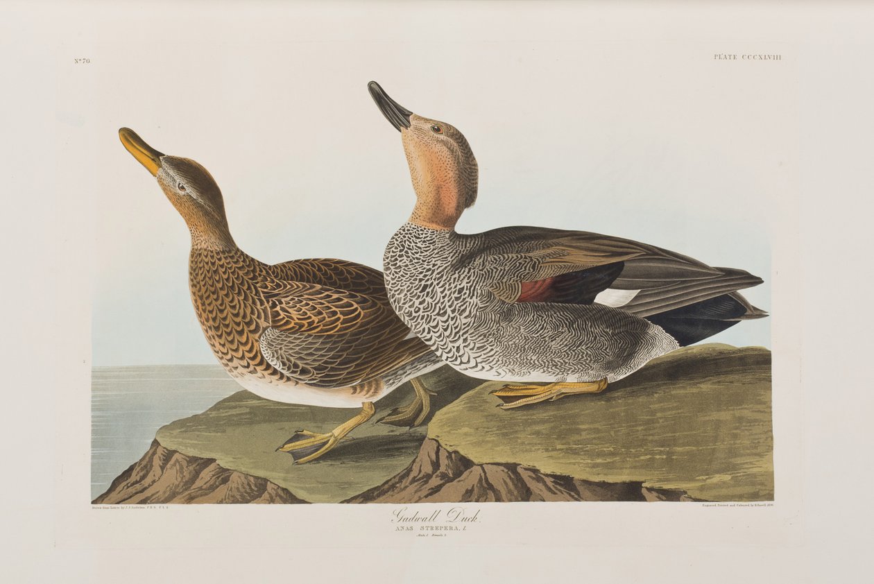 Ilustracja z „Birds of America” autorstwa John James Audubon