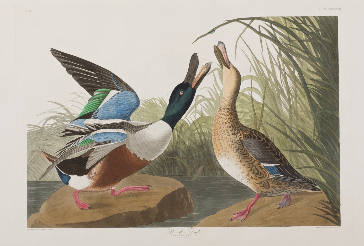 Ilustracja z „Birds of America” autorstwa John James Audubon