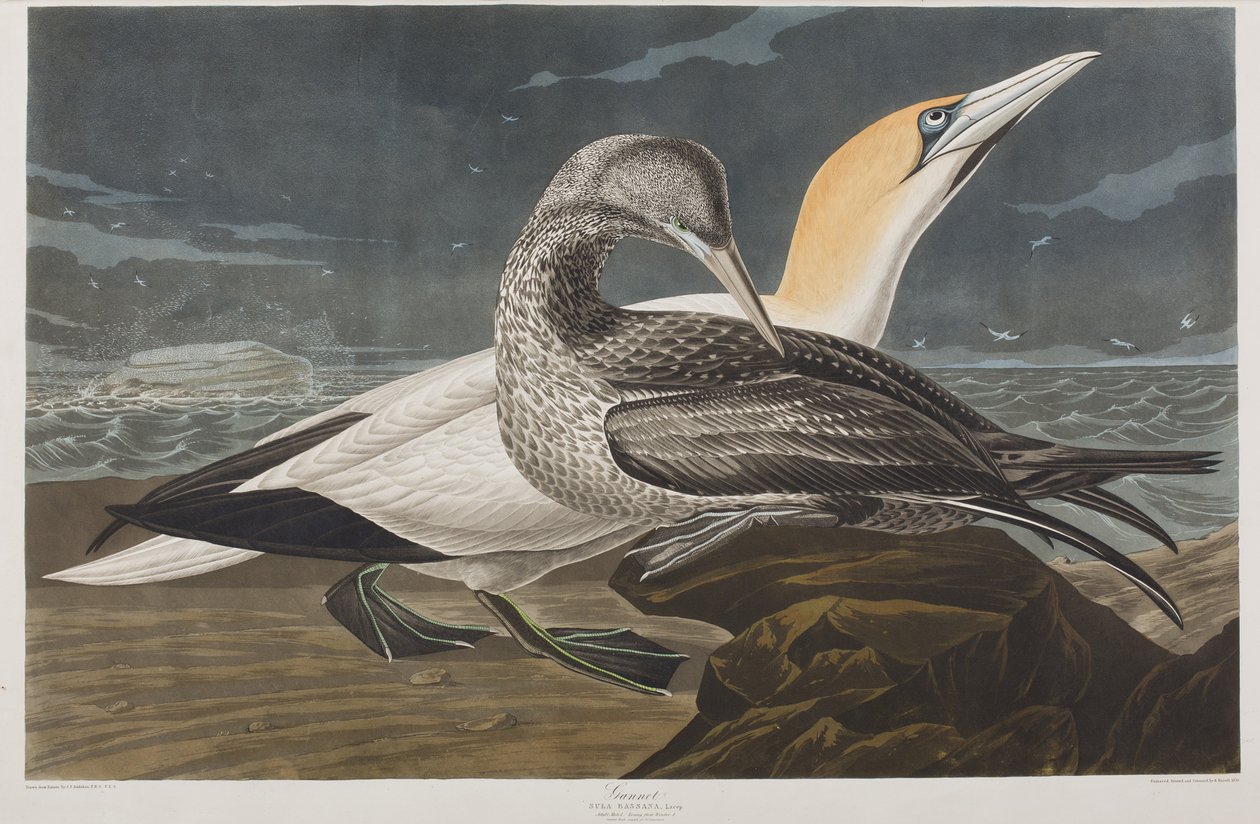 Ilustracja z „Birds of America” autorstwa John James Audubon