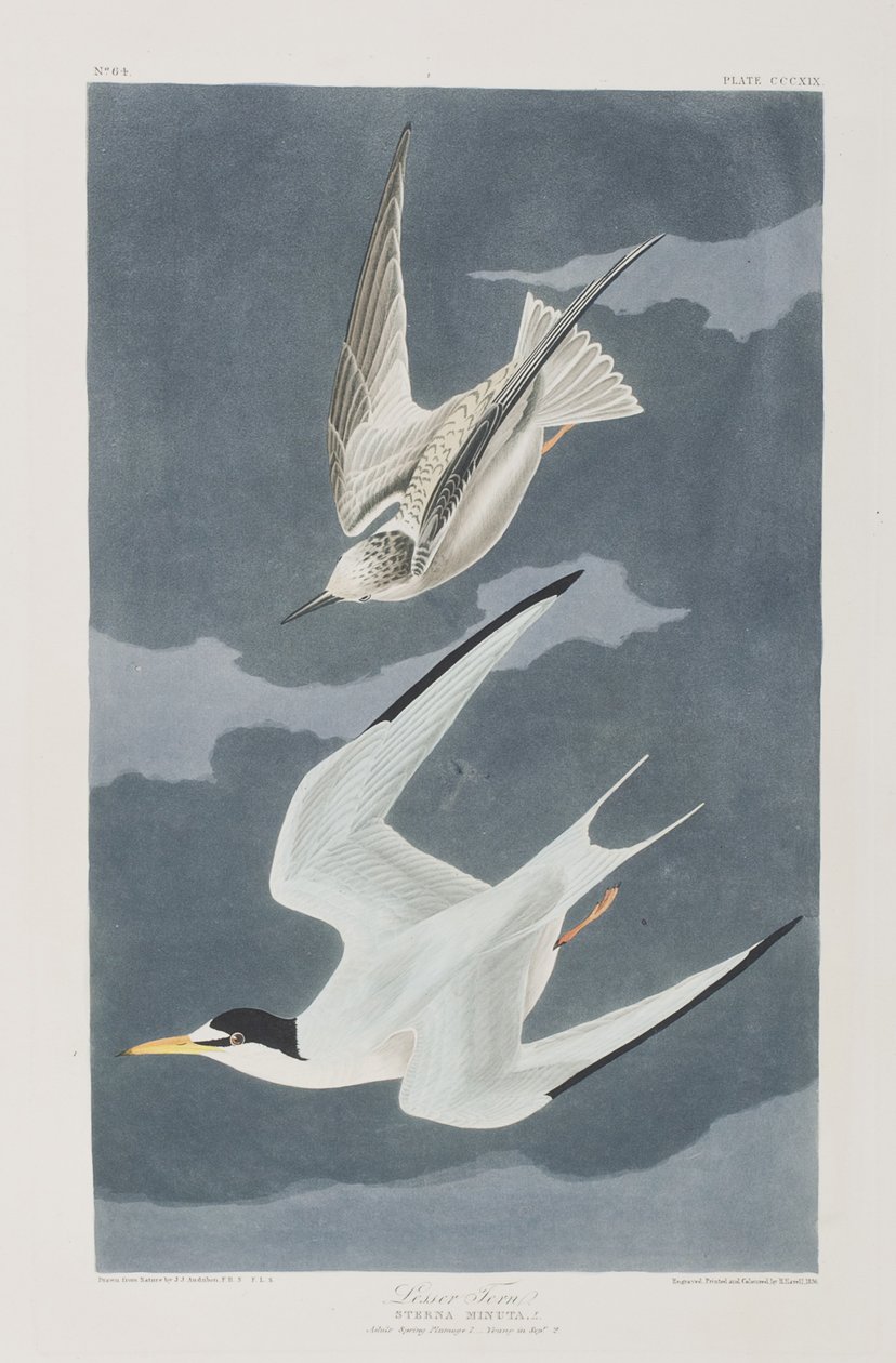 Ilustracja z „Birds of America” autorstwa John James Audubon