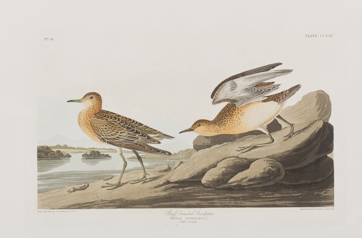 Ilustracja z „Birds of America” autorstwa John James Audubon