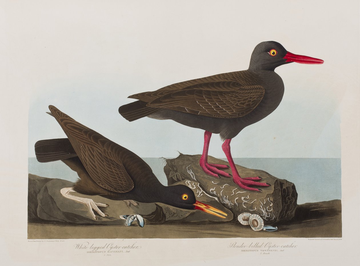 Ilustracja z „Birds of America” autorstwa John James Audubon
