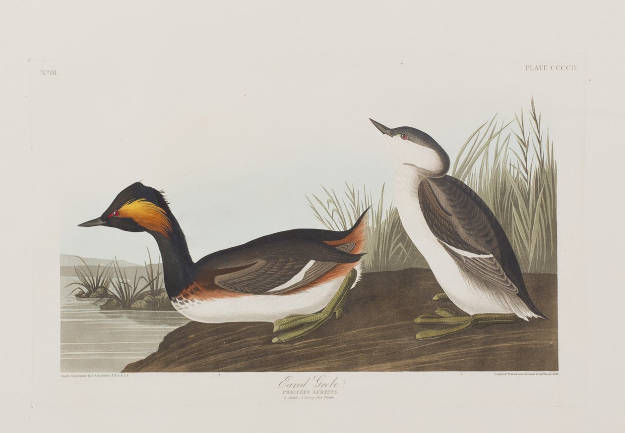 Ilustracja z „Birds of America” autorstwa John James Audubon