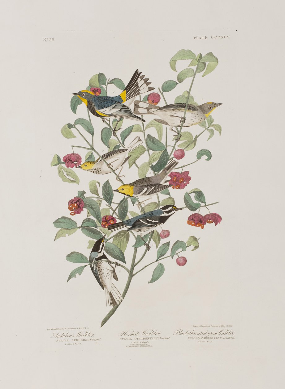 Ilustracja z „Birds of America” autorstwa John James Audubon