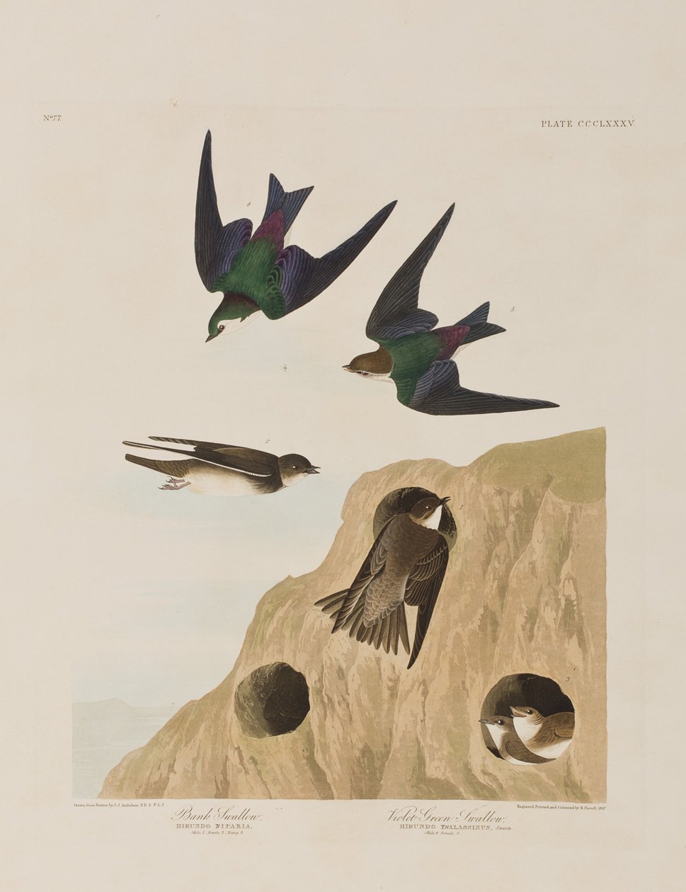 Ilustracja z „Birds of America” autorstwa John James Audubon