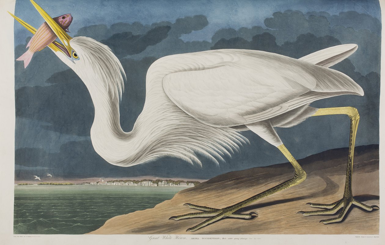 Ilustracja z „Birds of America” autorstwa John James Audubon