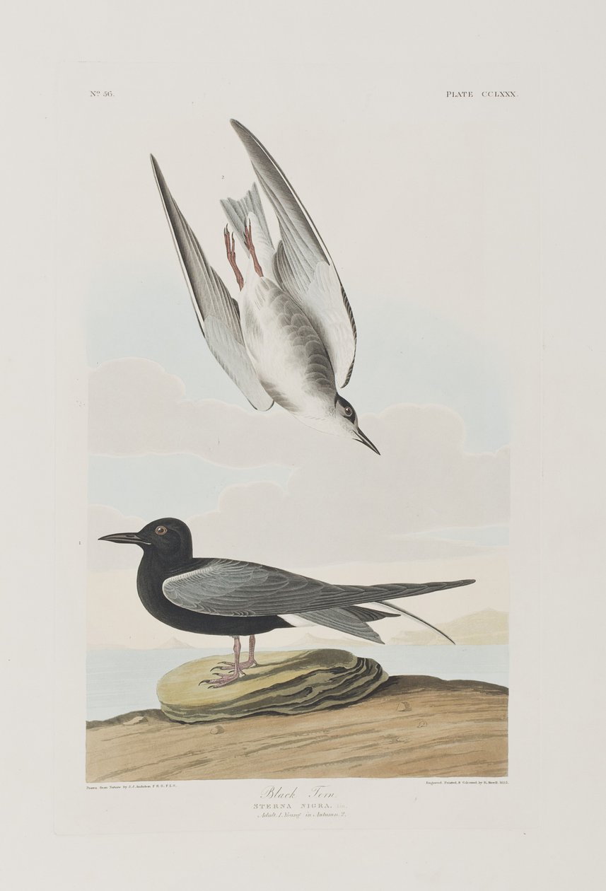 Ilustracja z „Birds of America” autorstwa John James Audubon