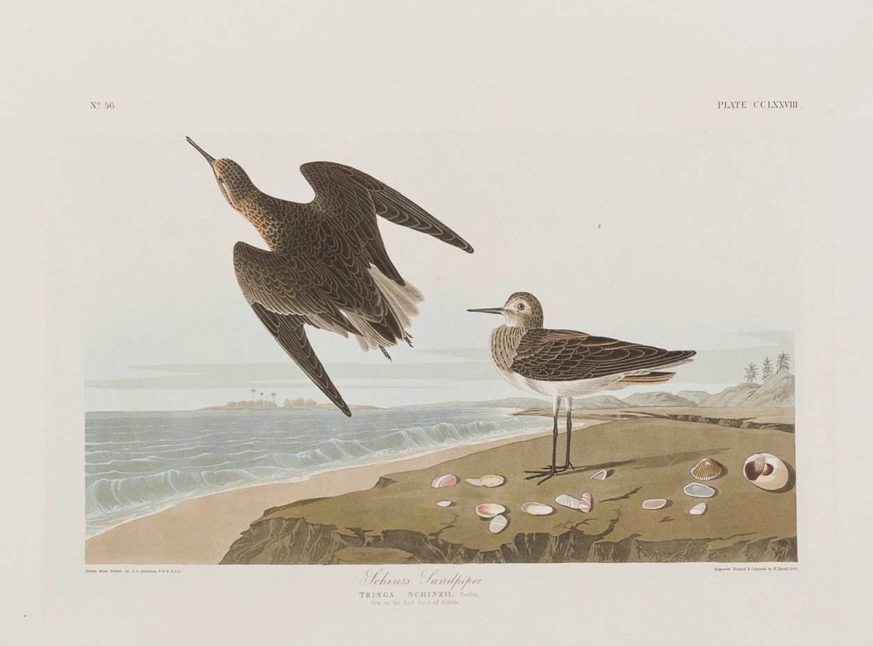 Ilustracja z „Birds of America” autorstwa John James Audubon