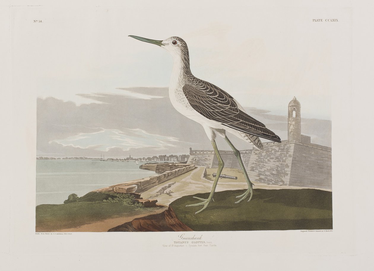 Ilustracja z „Birds of America” autorstwa John James Audubon