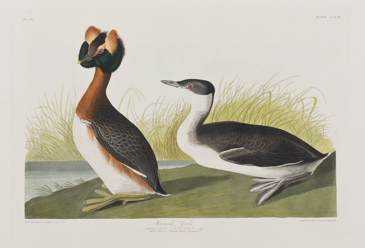 Ilustracja z „Birds of America” autorstwa John James Audubon