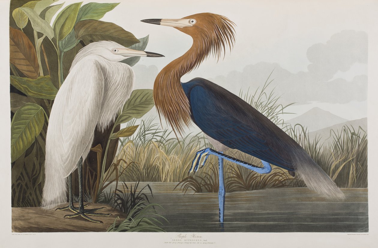 Ilustracja z „Birds of America” autorstwa John James Audubon