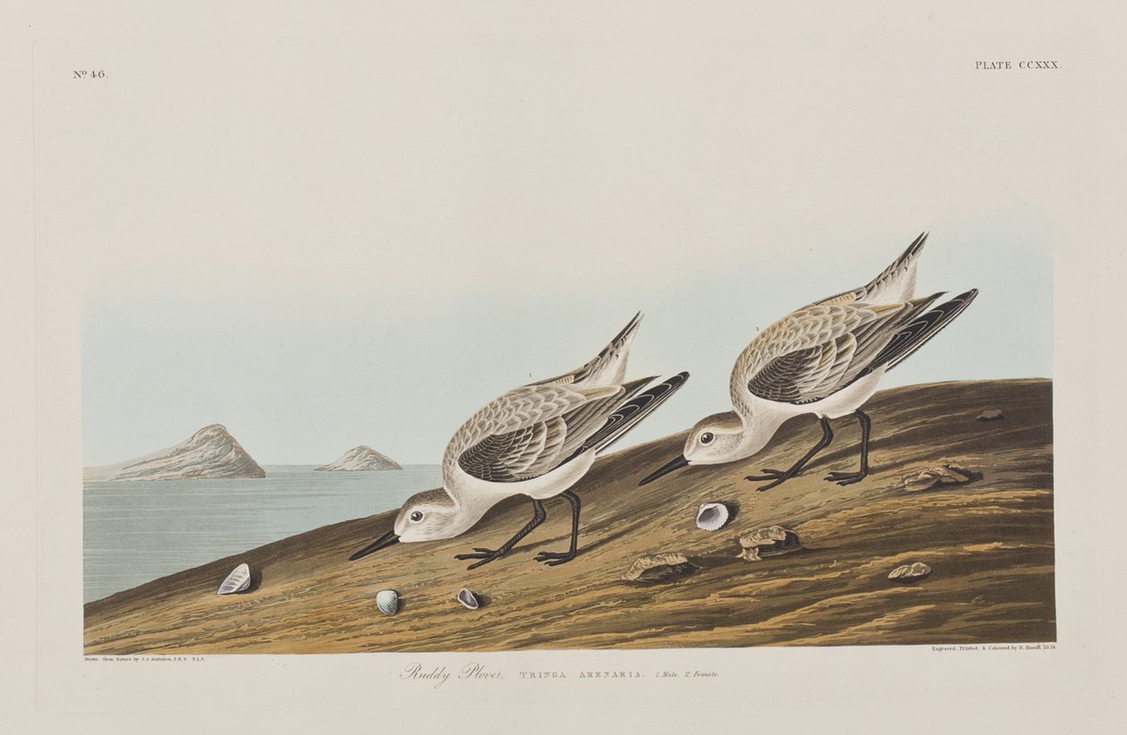 Ilustracja z „Birds of America” autorstwa John James Audubon