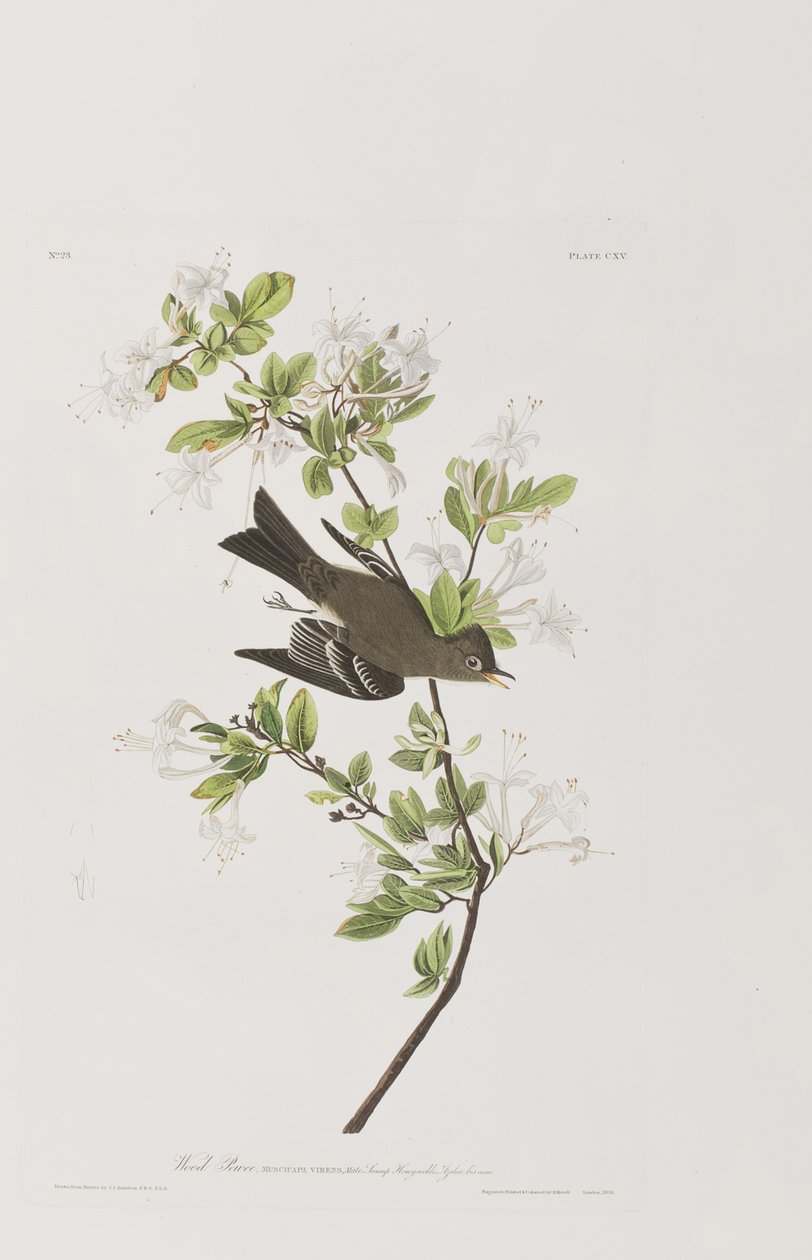 Ilustracja z „Birds of America” autorstwa John James Audubon