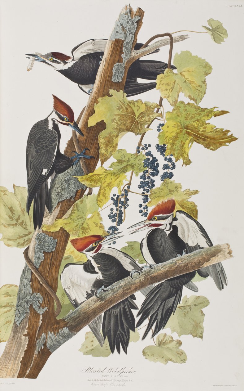 Ilustracja z „Birds of America” autorstwa John James Audubon