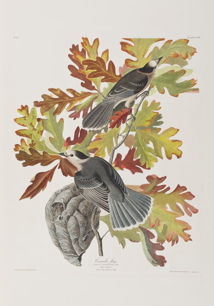 Ilustracja z „Birds of America” autorstwa John James Audubon