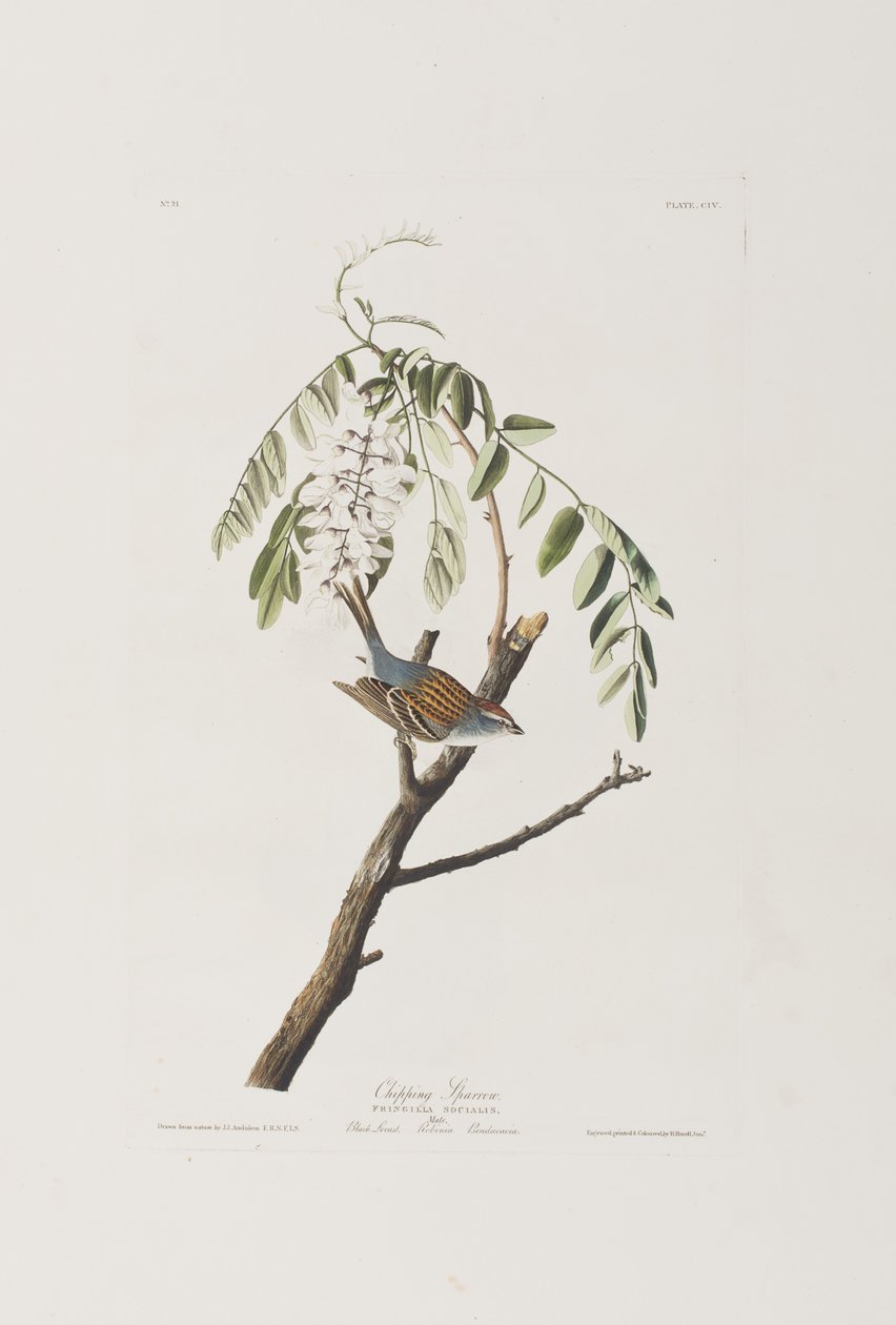 Ilustracja z „Birds of America” autorstwa John James Audubon