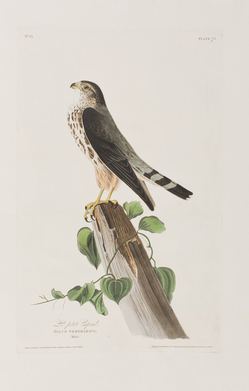 Ilustracja z „Birds of America” autorstwa John James Audubon
