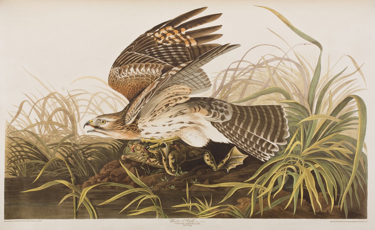 Ilustracja z „Birds of America” autorstwa John James Audubon