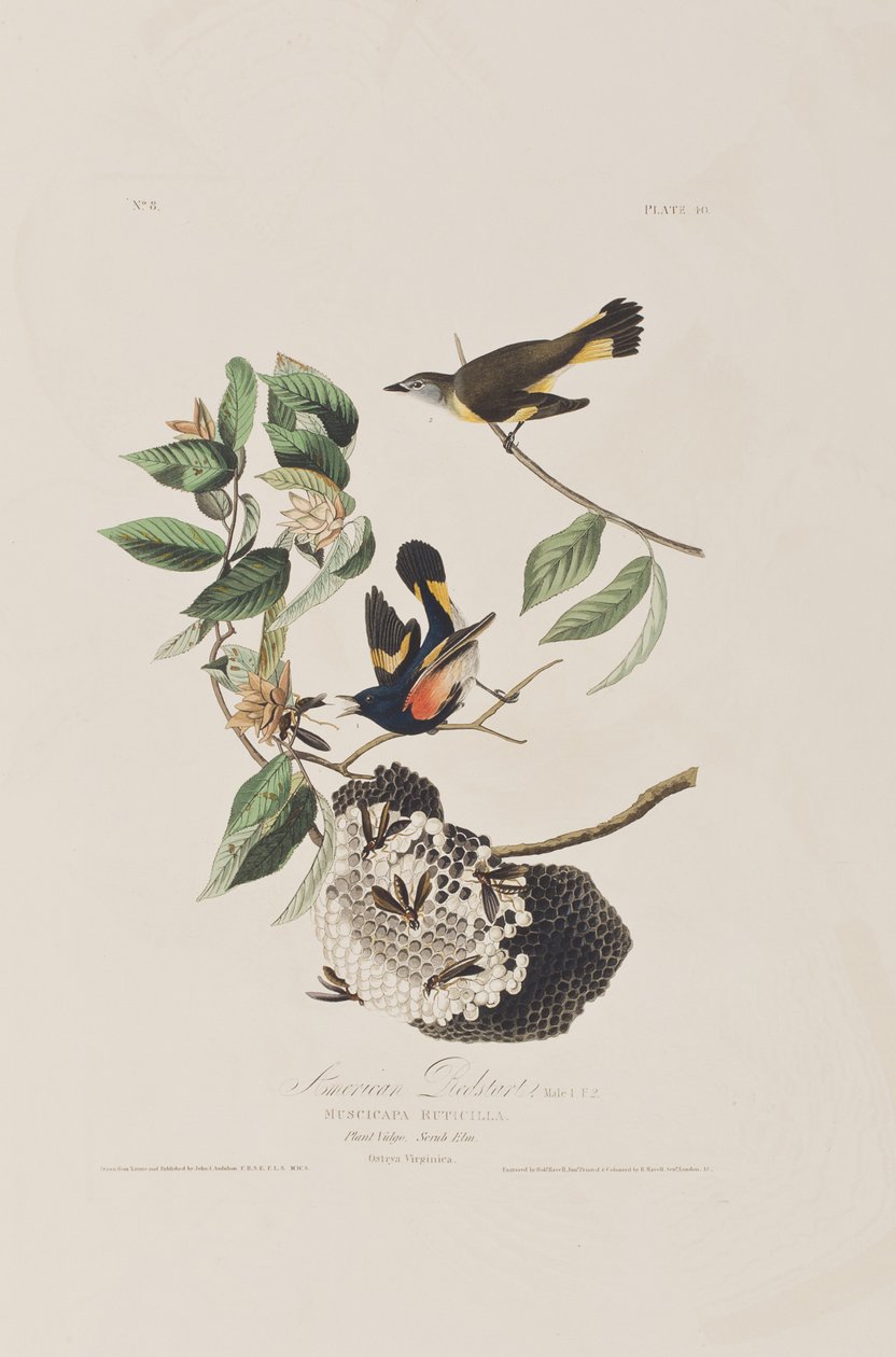 Ilustracja z „Birds of America” autorstwa John James Audubon