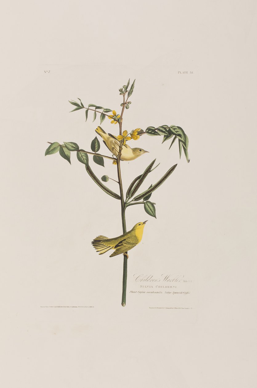 Ilustracja z „Birds of America” autorstwa John James Audubon