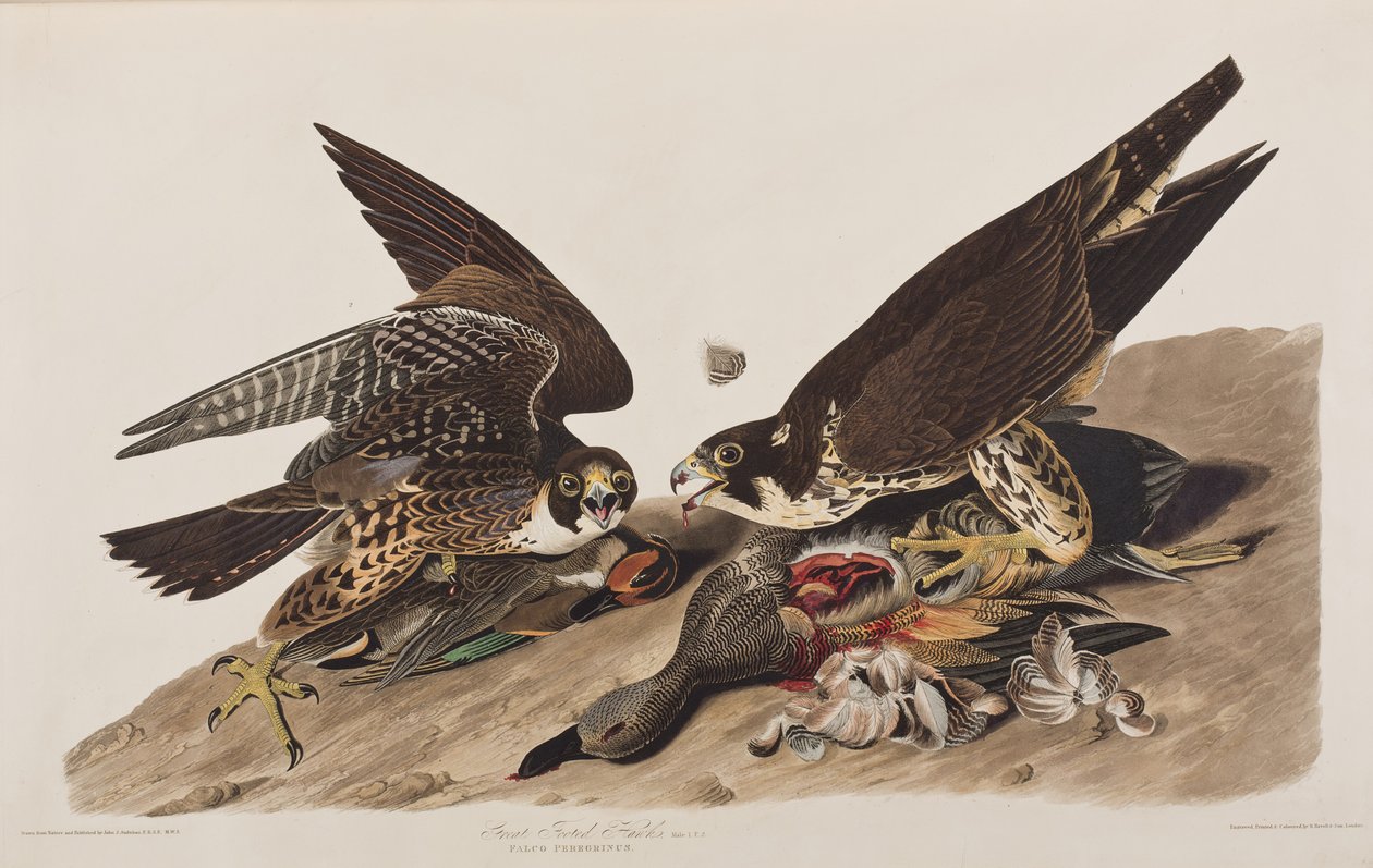 Ilustracja z „Birds of America” autorstwa John James Audubon