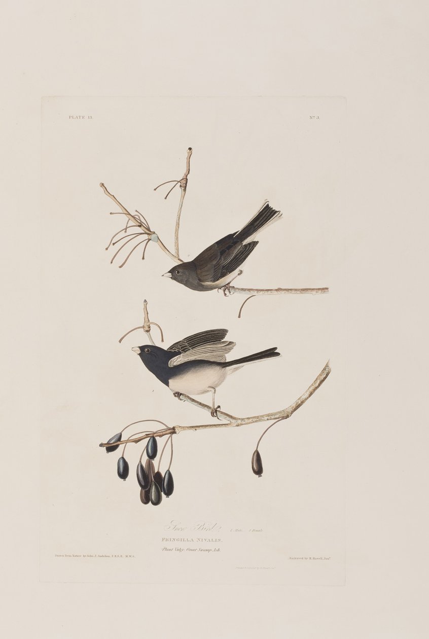 Ilustracja z „Birds of America” autorstwa John James Audubon