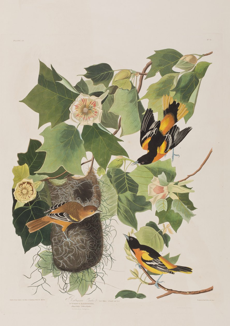 Ilustracja z „Birds of America” autorstwa John James Audubon