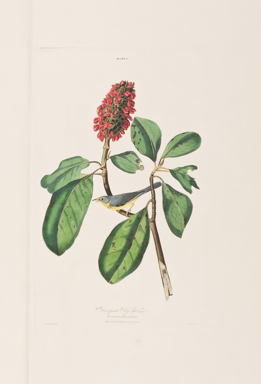 Ilustracja z „Birds of America” autorstwa John James Audubon