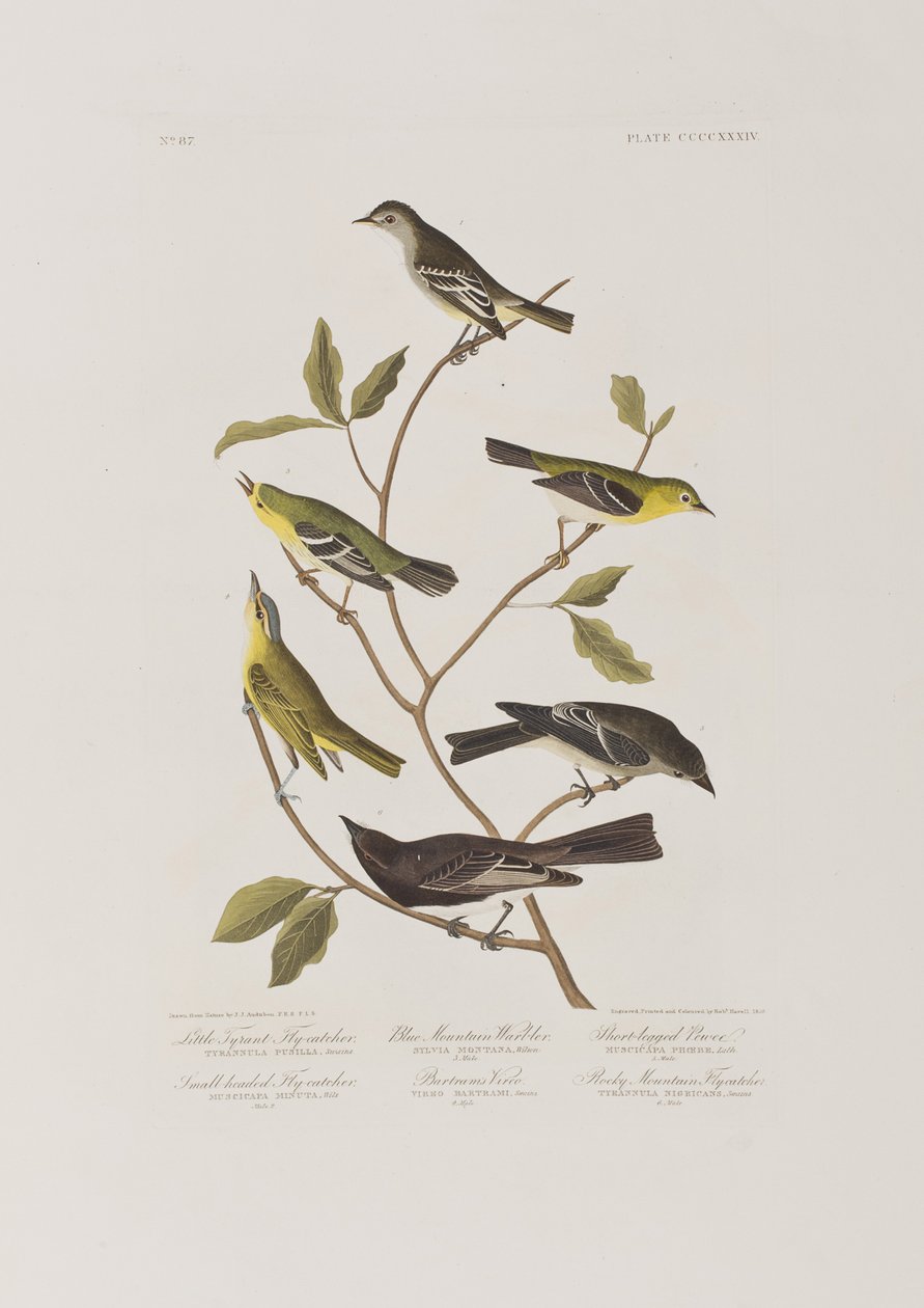 Ilustracja z „Birds of America” autorstwa John James Audubon