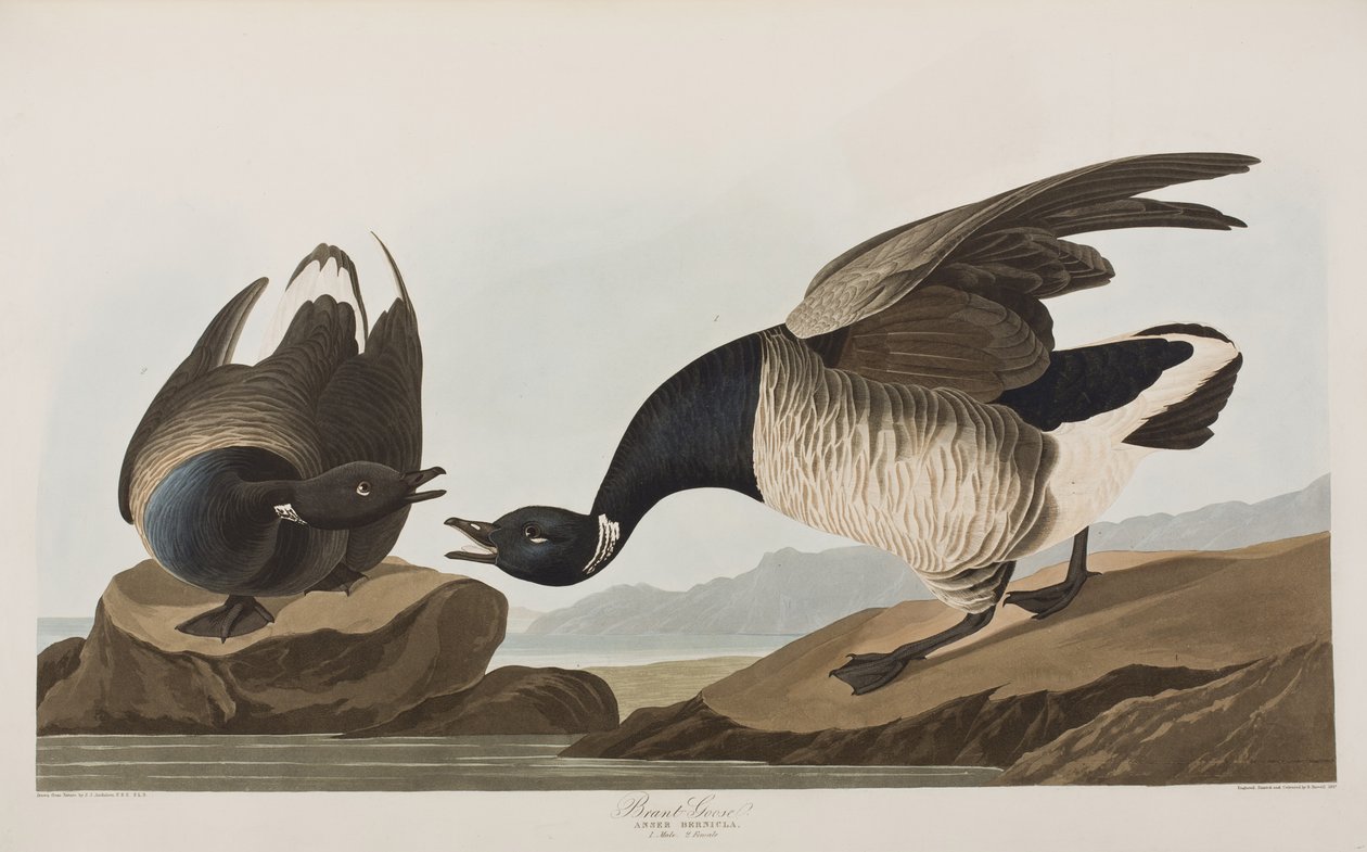 Ilustracja z „Birds of America” autorstwa John James Audubon